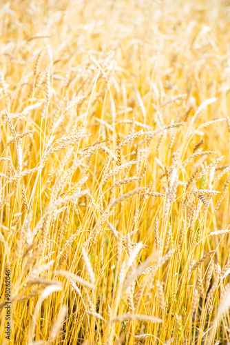 Golden Wheat Field Close Up
