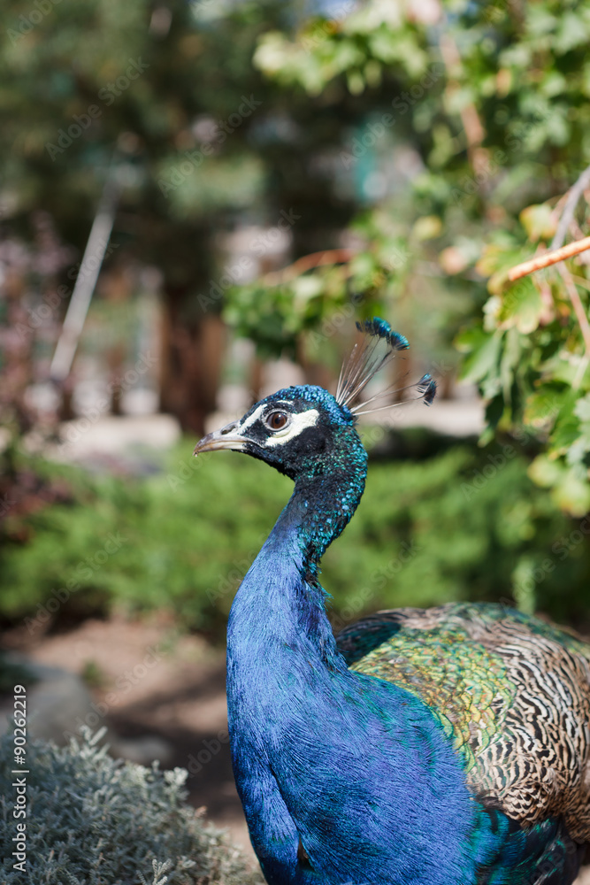 Fototapeta premium peacock