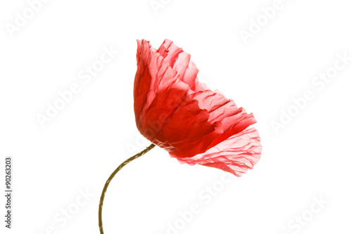 Fototapeta Naklejka Na Ścianę i Meble -  poppy isolated on the white