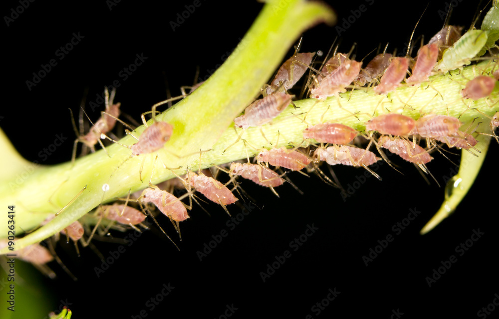 Naklejka premium aphids on the plant. close