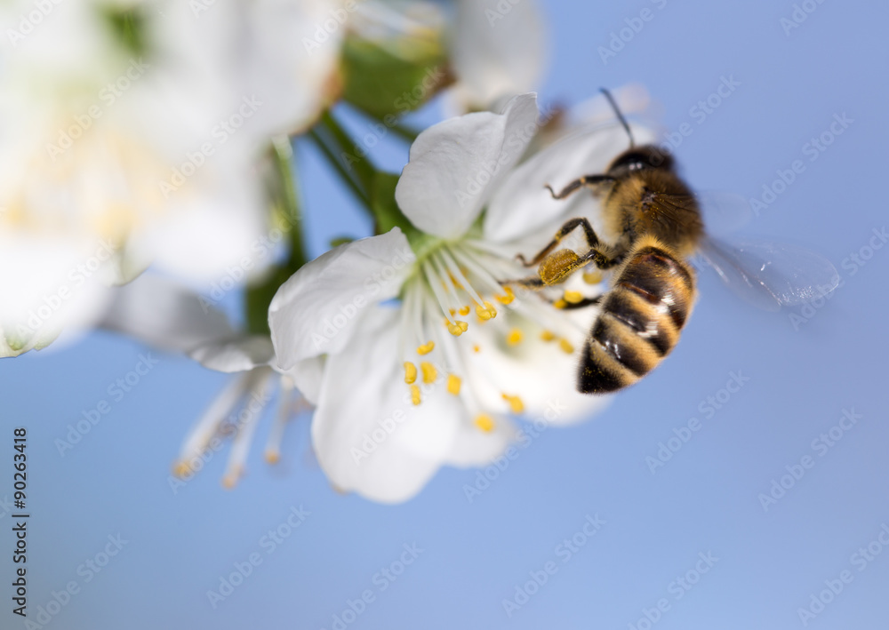 bee on a white flower on a tree. close bee on a white flower on a tree. close