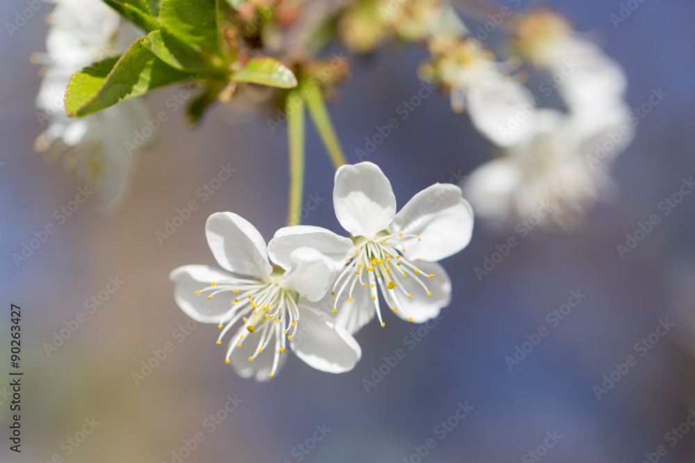 Beautiful flowers on the tree in nature