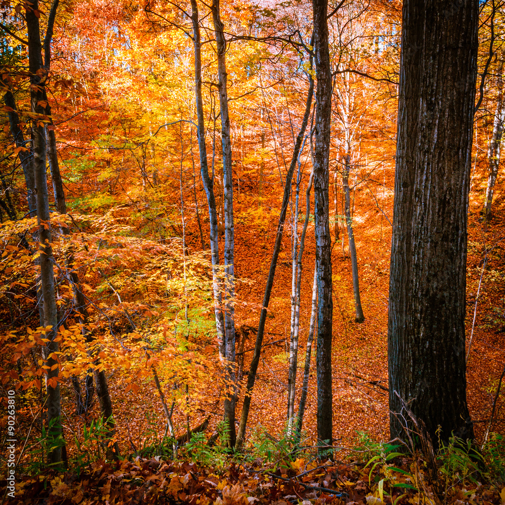 Spectacular Fall Colors. Square Autumn Forest Background with Gorgeous Copy Space.