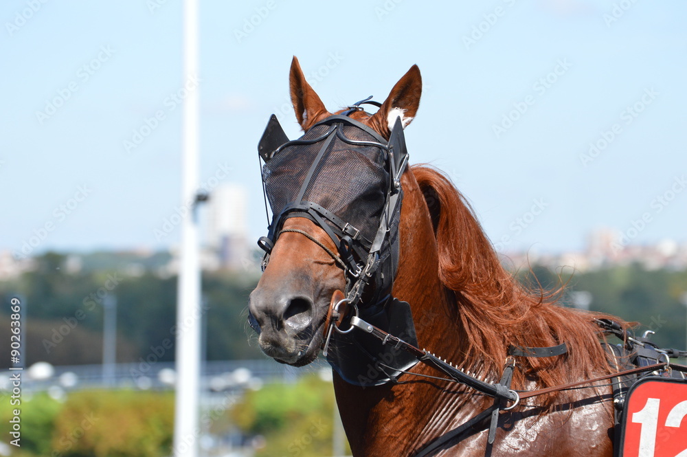 Obraz premium trotteur