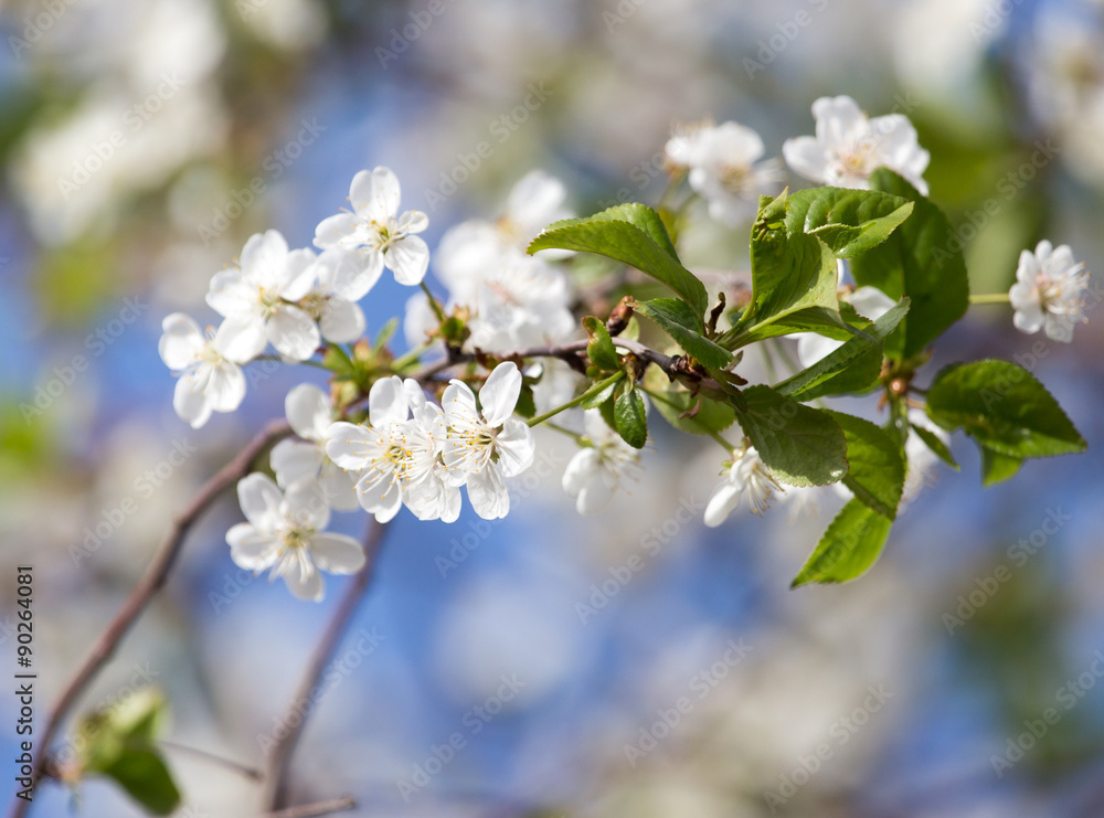 flowers on the tree against the blue sky