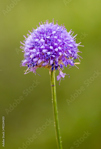 beautiful blue flower on nature