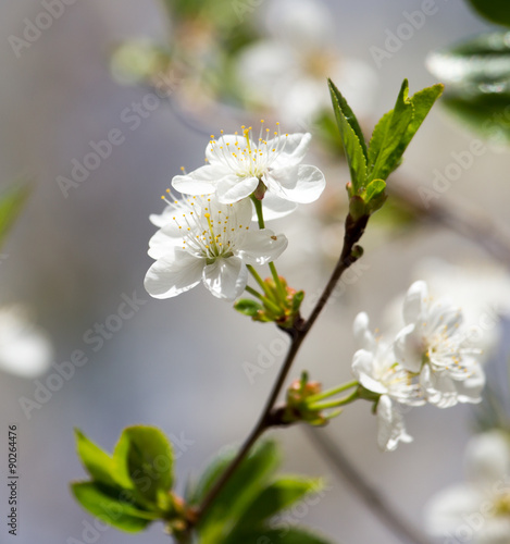 white flowers on the tree in nature