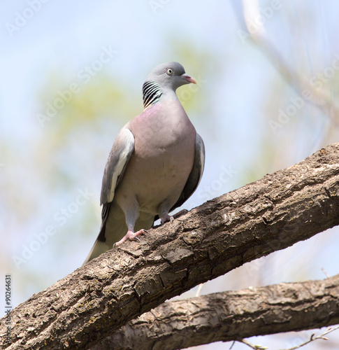 dove on the tree in nature