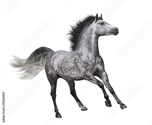 Dapple-grey horse in motion on white background