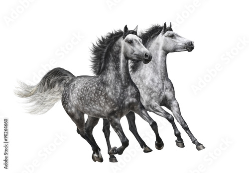 Two dapple-grey horses in motion on white background