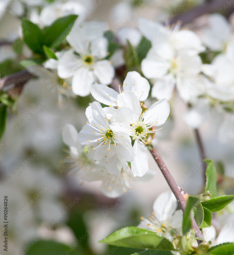 Fototapeta premium beautiful flowers on a tree