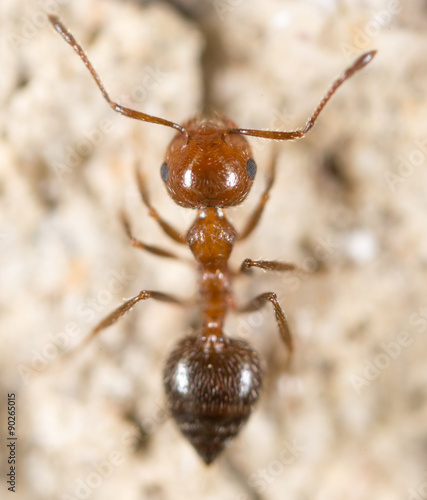 ant on the ground. Super Macro © schankz