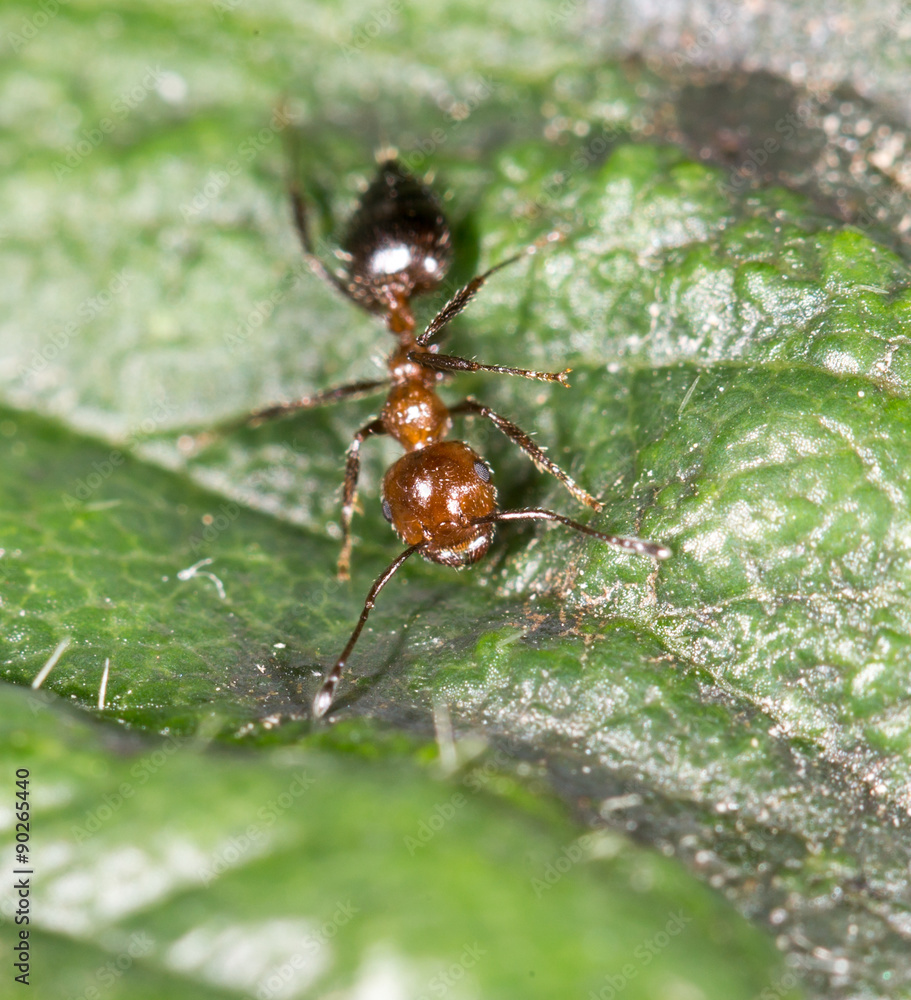 ant on green leaf in nature. close-up ant on green leaf in nature. close-up