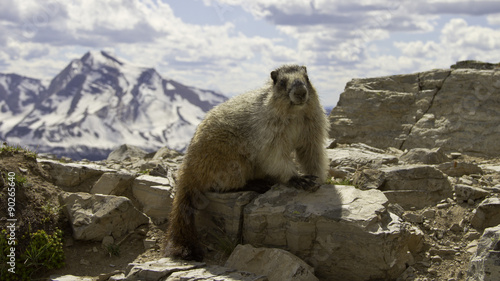 Small mammal marmot