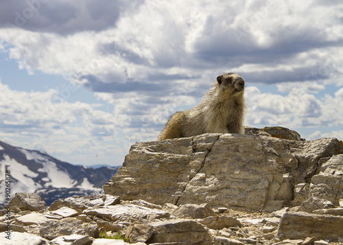 Marmot on a mountain