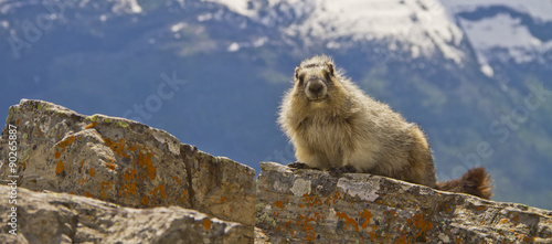 Panorama of marmot, Glacier National Park, Montana USA photo