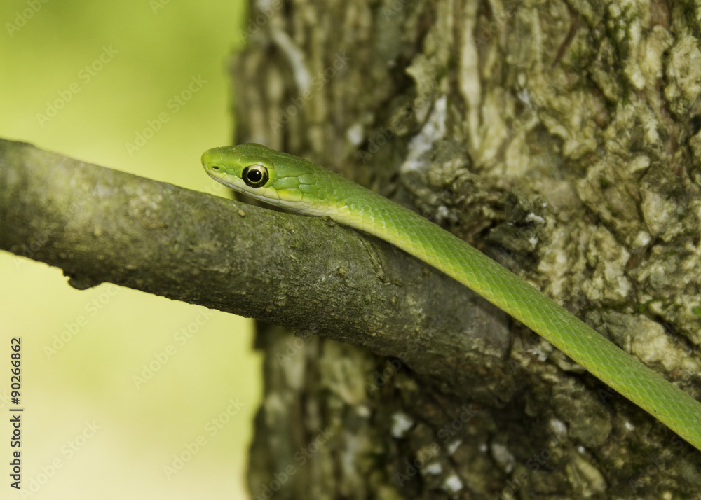 Green snake in a tree Green snake in a tree