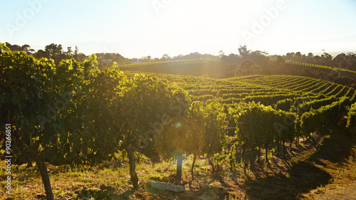Rows of vines bearing fruit in vineyard