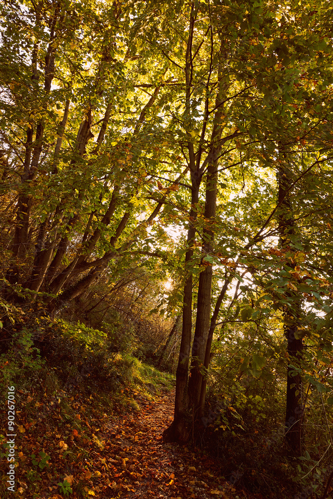 Fototapeta premium Trail in the woods in autumn