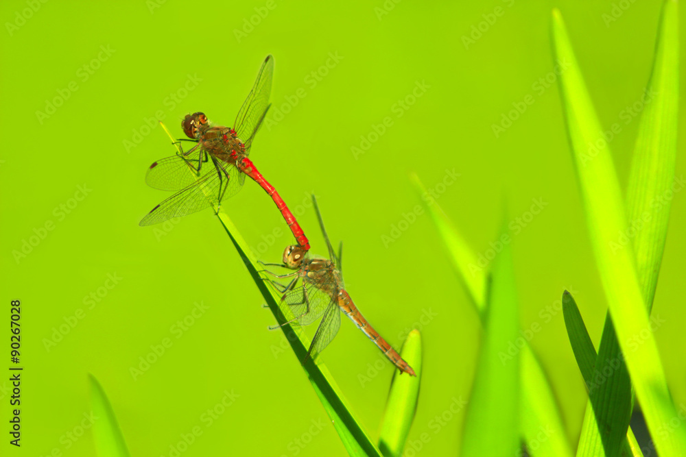 two dragonflies sit on the green leaves two dragonflies sit on the green leaves