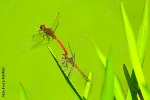 two dragonflies sit on the green leaves