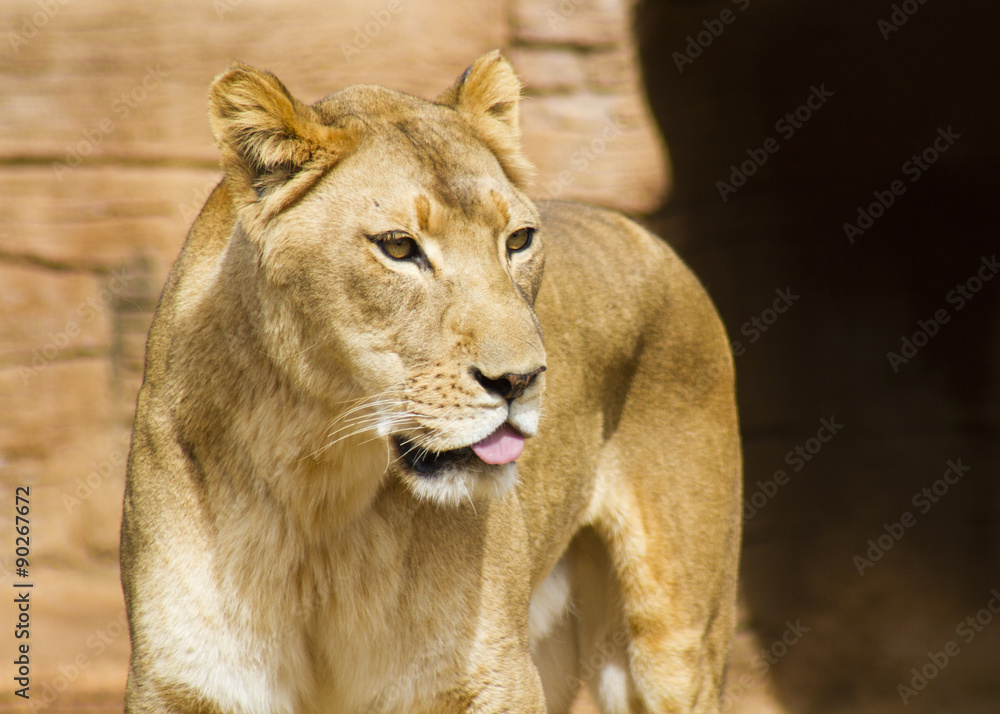 Obraz premium Lion sticking tongue out