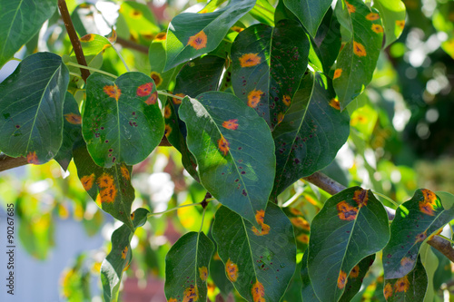 leaves of the plant disease