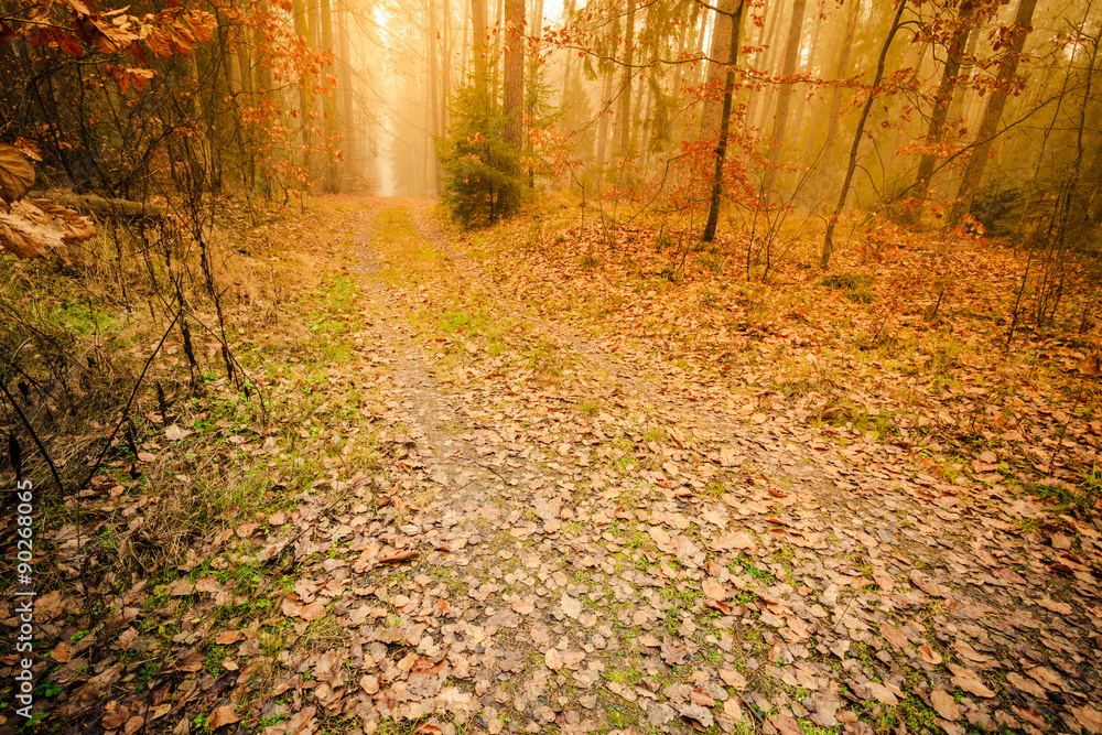 Obraz premium Pathway through the misty autumn forest