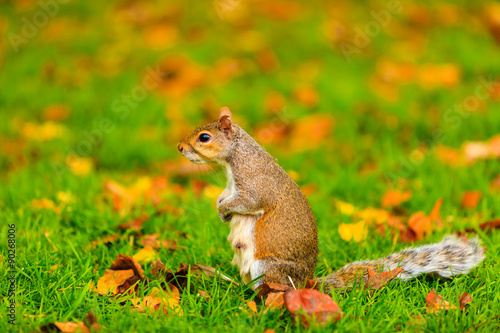 grey squirrel in autumn park