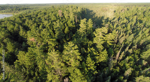 Eastern White Pines viewed from the air in the northern forest.