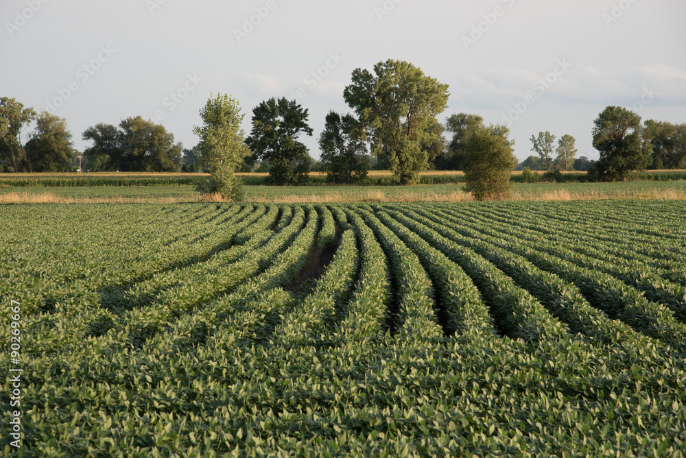 Looking down the rows of a Wisconsin soybean field with late afternoon light.   Trees stand at the edge of this agriculture crop.