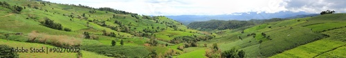 Rice terraces  panorama © pantkmutt
