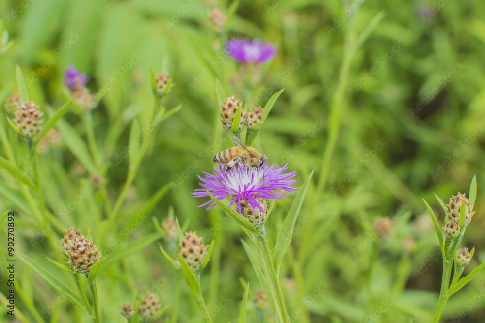Closeup of a North American Honeybee pollen collecting in a field of blooming Knapweeds. Closeup of a North American Honeybee pollen collecting in a field of blooming Knapweeds.