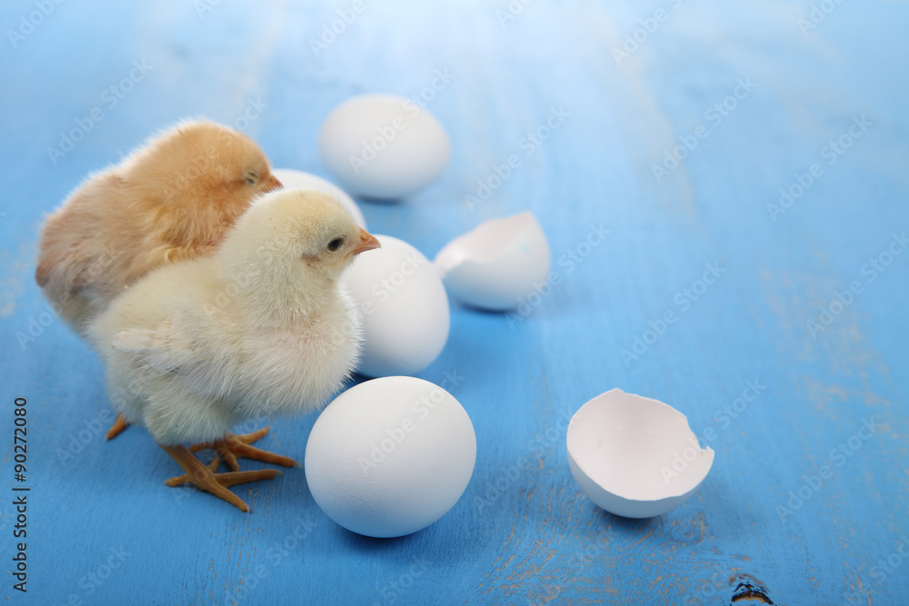 Yellow chickens and eggs on a blue background Yellow chickens and eggs on a blue background