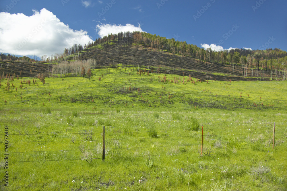 Naklejka premium Scorched hillside and fresh spring growth in Centennial Valley, Lakeview, MT
