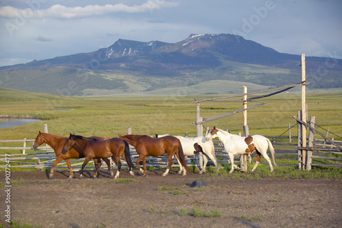 Arabian horses running in corral at Peggy Delaney's ranch in Centennial Valley, near Lakeview, MT photo