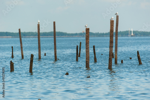 Seagulls standing on bamboo © fototrips