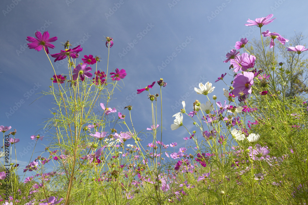 Pink and purple flowers blooming along interstate highway in SC Pink and purple flowers blooming along interstate highway in SC