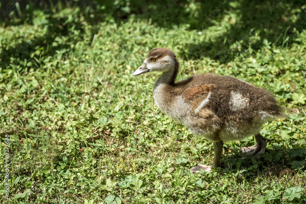 Obraz premium small duckling