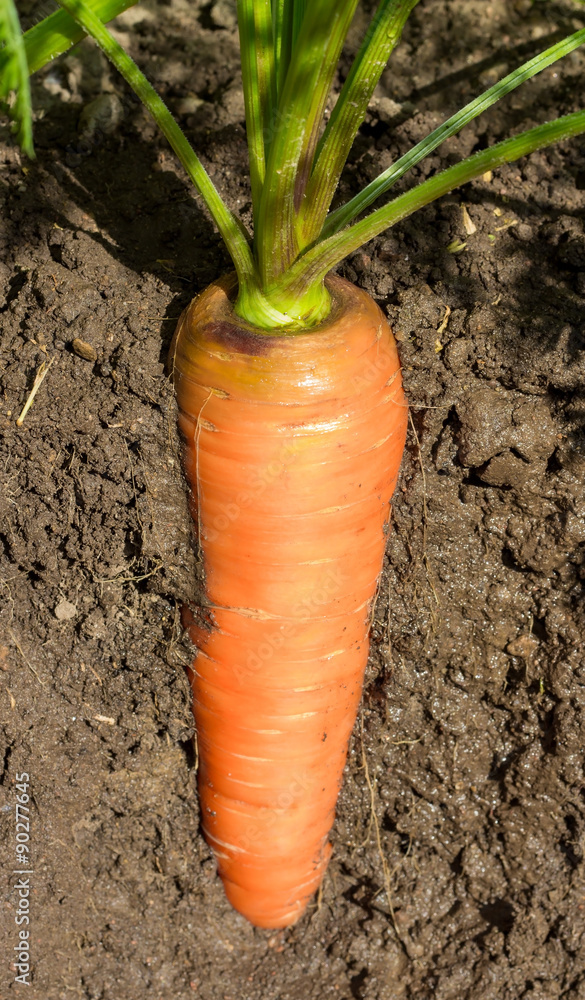 Fresh carrots in her bush about to be harvested Fresh carrots in her bush about to be harvested