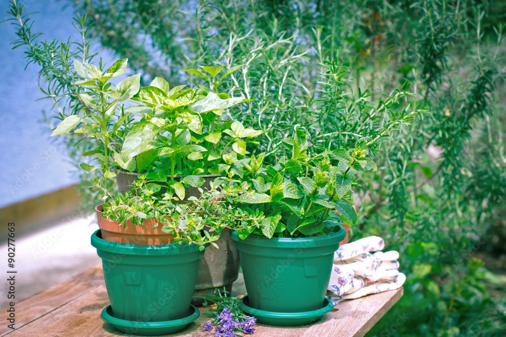 Fresh herbs in pots in my garden