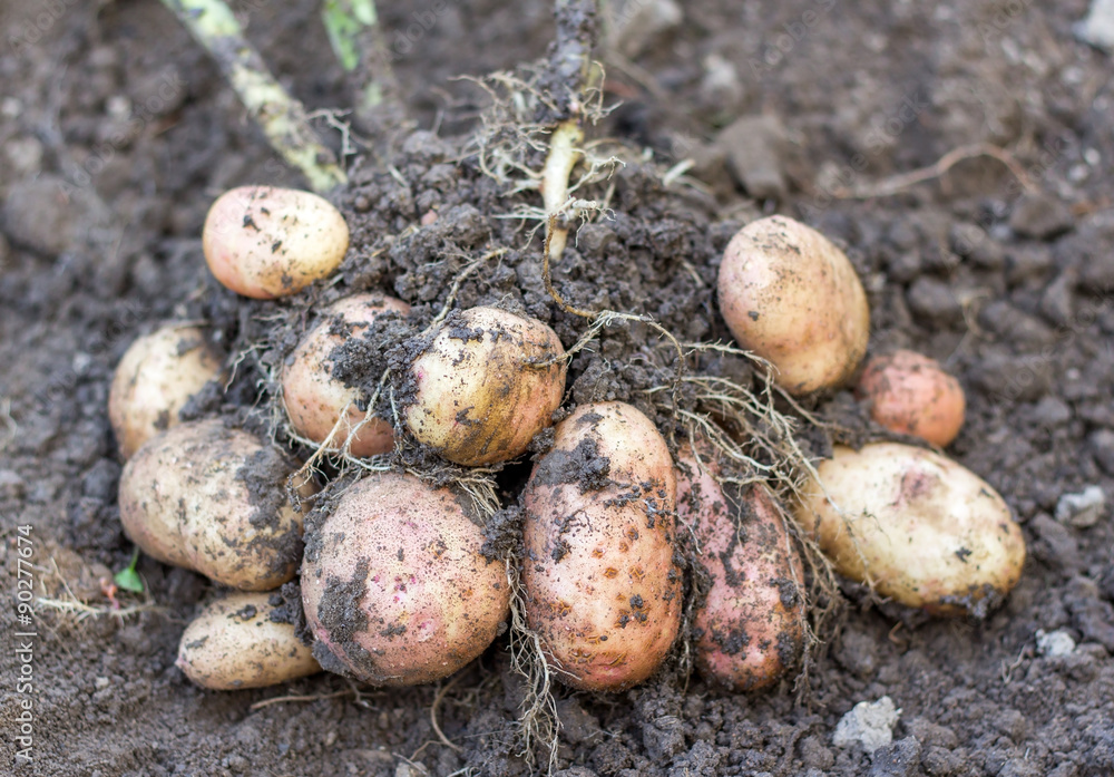 potato field vegetable with tubers in soil dirt surface background potato field vegetable with tubers in soil dirt surface background