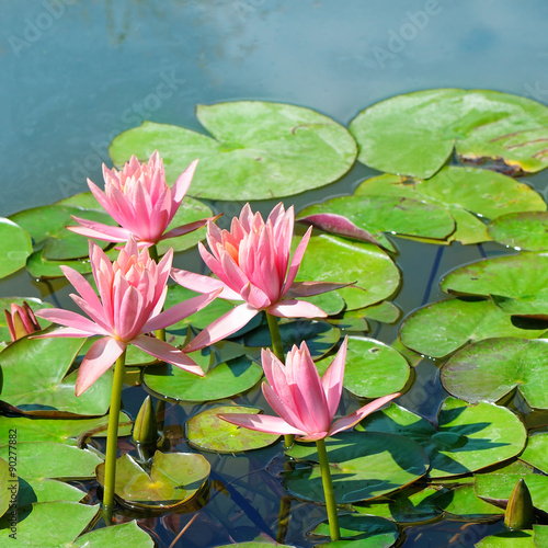 flowers of water lilies