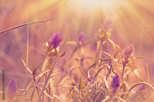 Purple meadow flowers illuminated by sun rays 