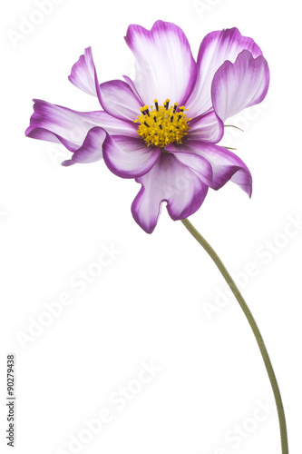 cosmos flower