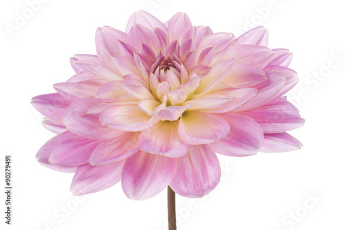 Fototapeta Naklejka Na Ścianę i Meble -  dahlia