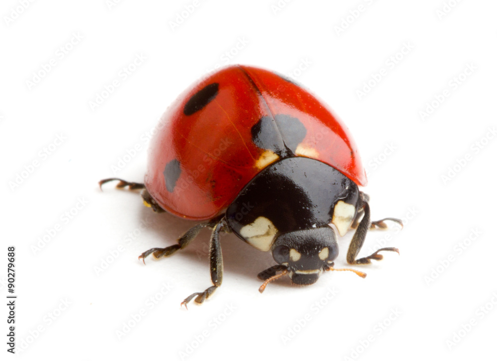 Ladybug isolated on white background Ladybug isolated on white background
