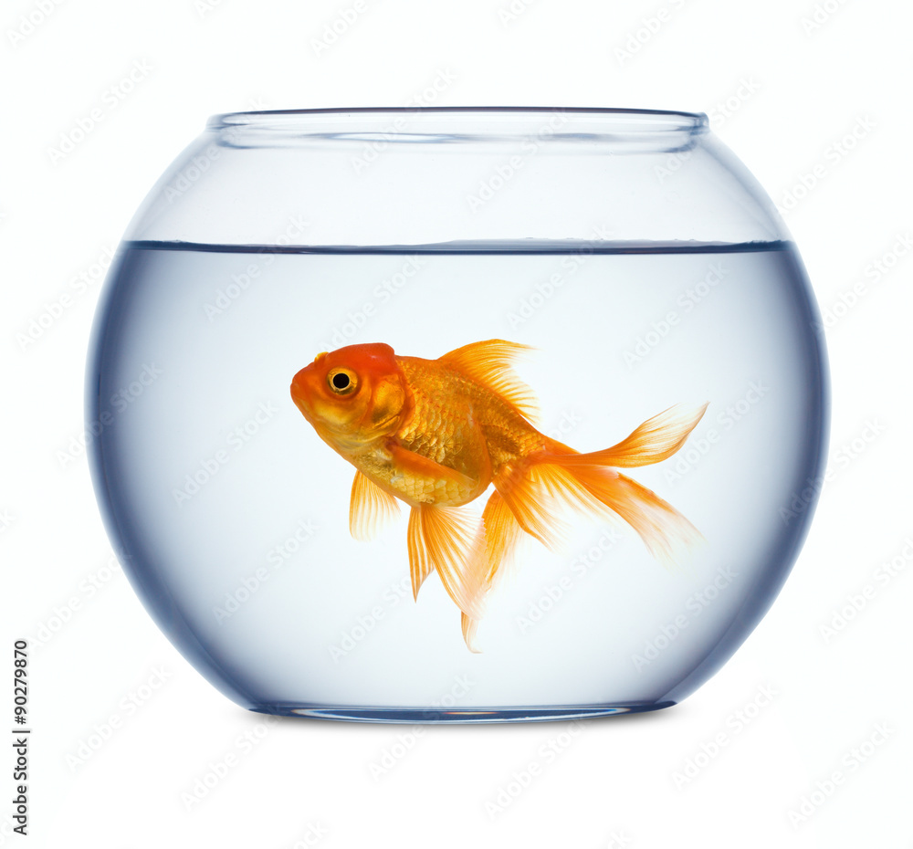 Naklejka premium Goldfish in a fishbowl isolated on white background