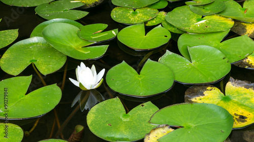 Fotografia Small lily flower
