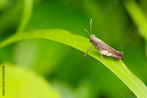 Grasshopper on the leaf